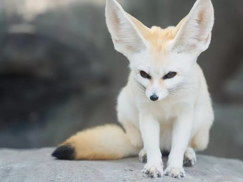 fennec fox