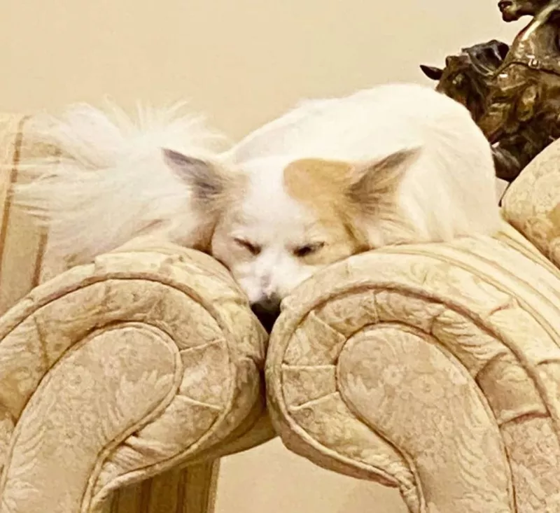 Sleeping dog on a couch