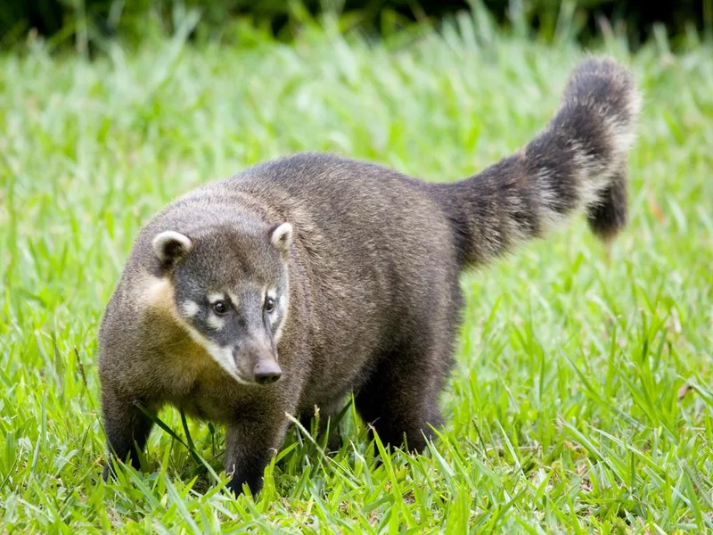 South American Coati