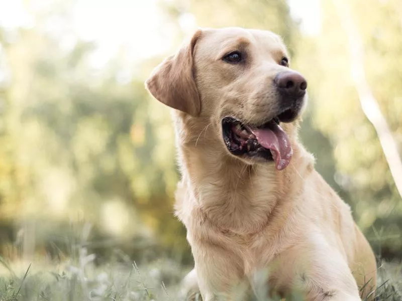 Labrador Retriever