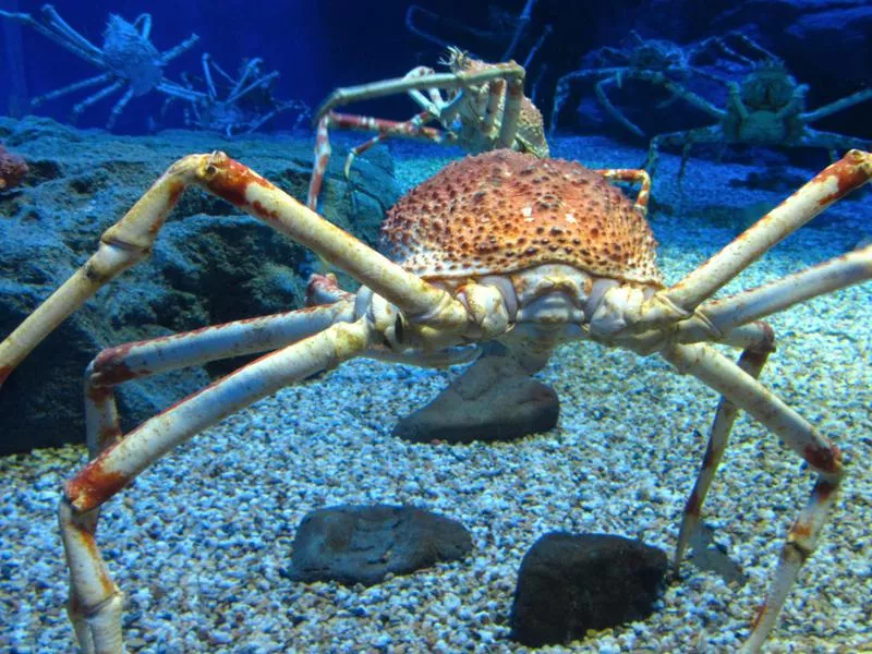 Japanese Spider Crab