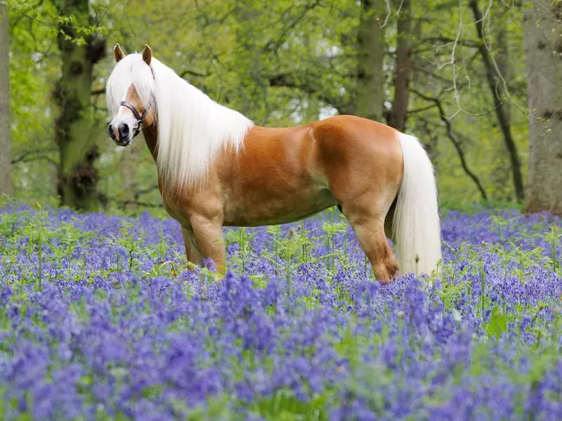 Haflinger horse