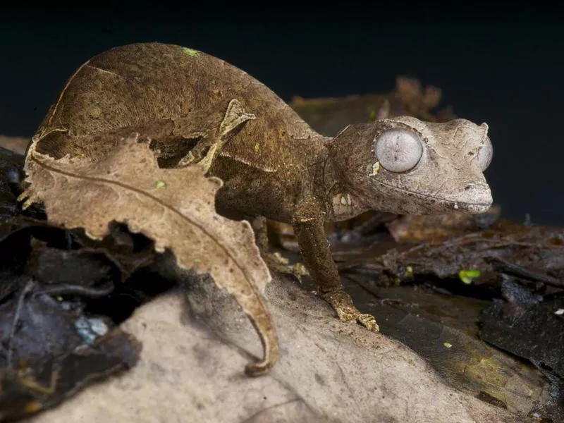 Satanic leaf-tailed gecko