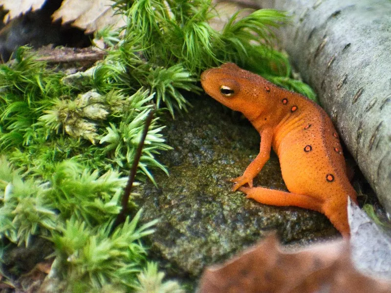 Eastern newt