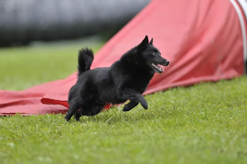 Schipperke dog running