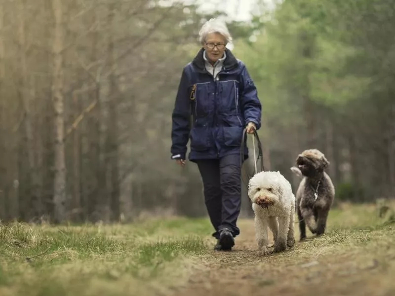 Lagotto Romagnolo