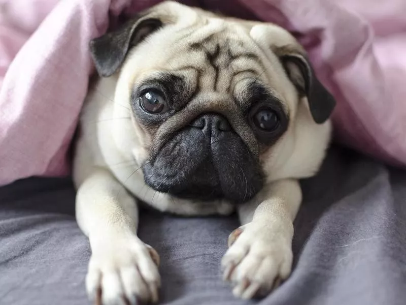 Cuddly pug