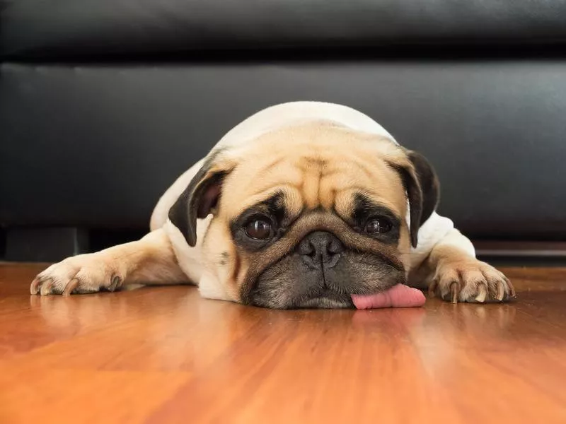 Tired pug laying on floor