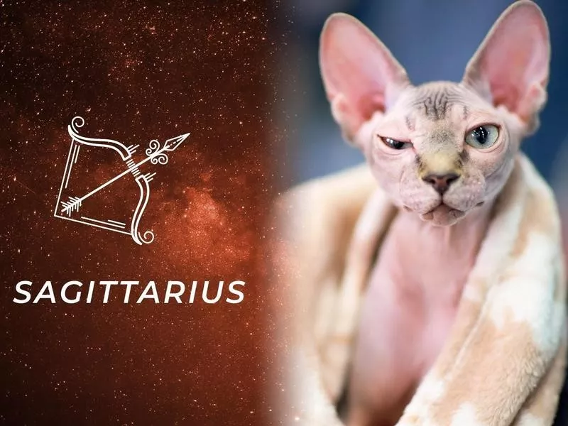 Sagittarius: Sphynx