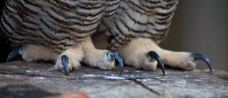 Owl talons