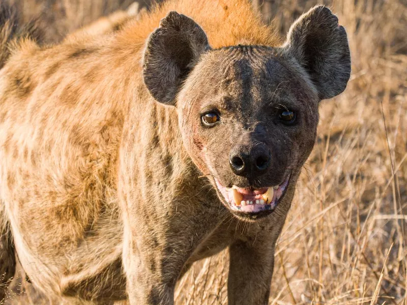 Spotted Hyena