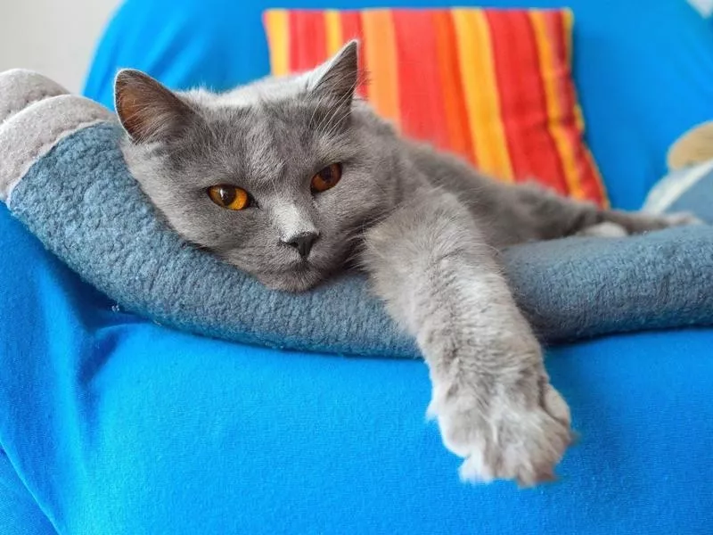 Chartreux cat