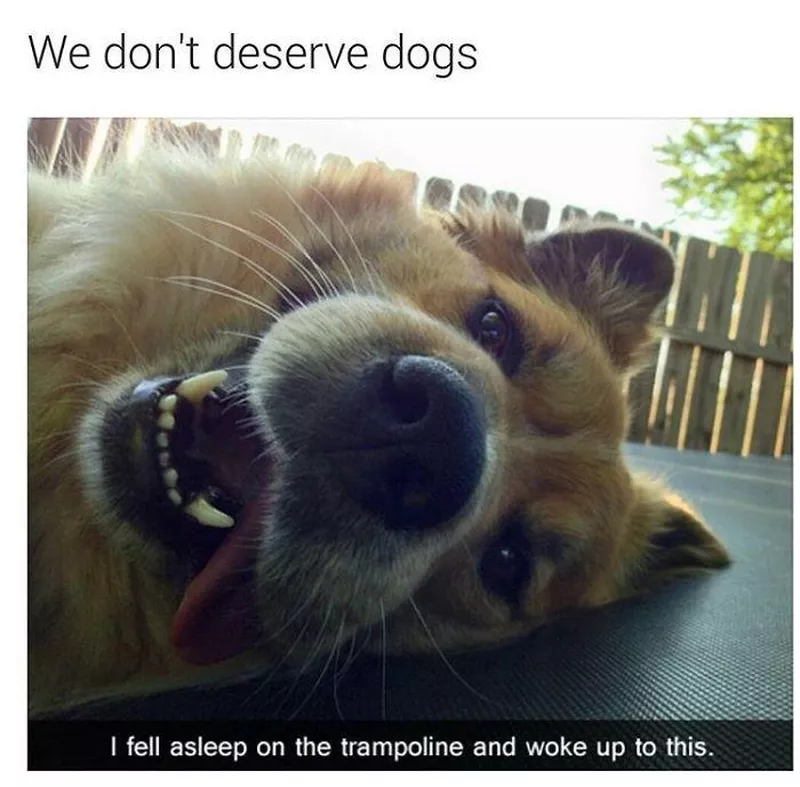 smiling dog on trampoline