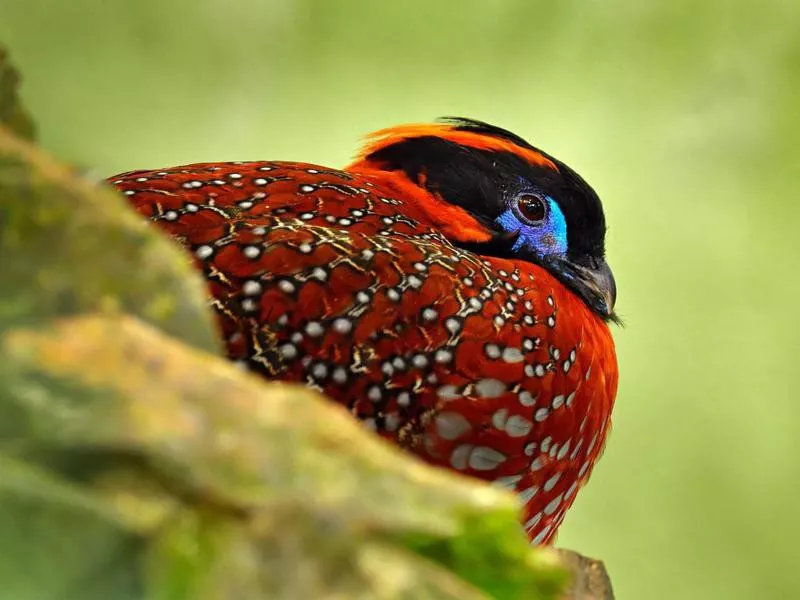 Temminck's Tragopan