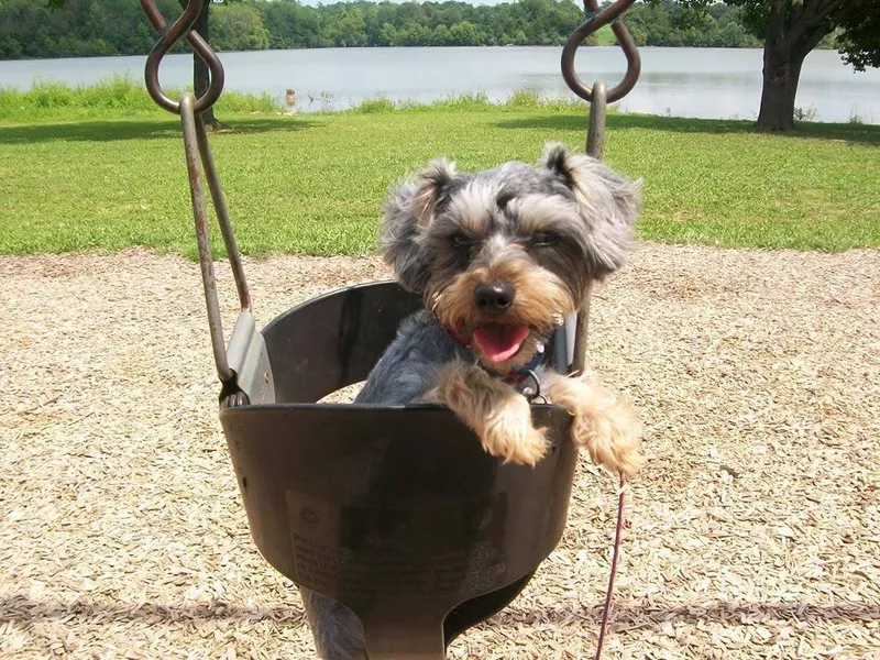 Yorkie Poo in a swing