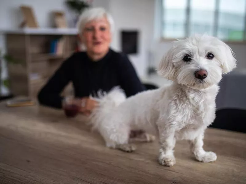 maltese