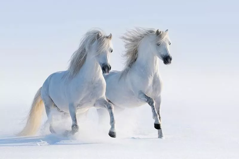 white horses