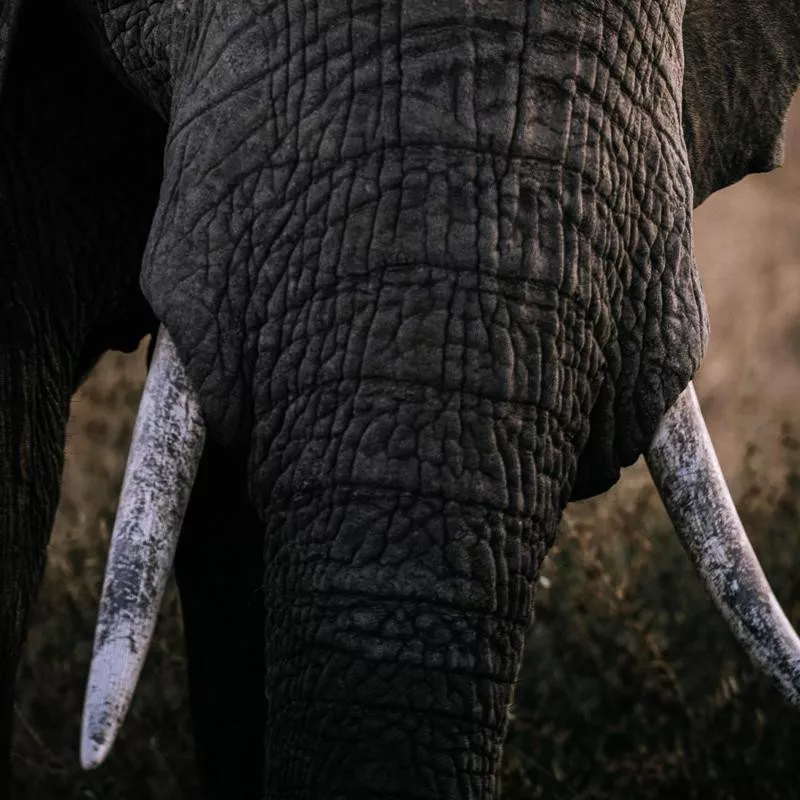 Elephant Tusks