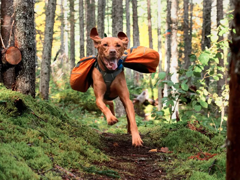 Happy Vizsla in backpack