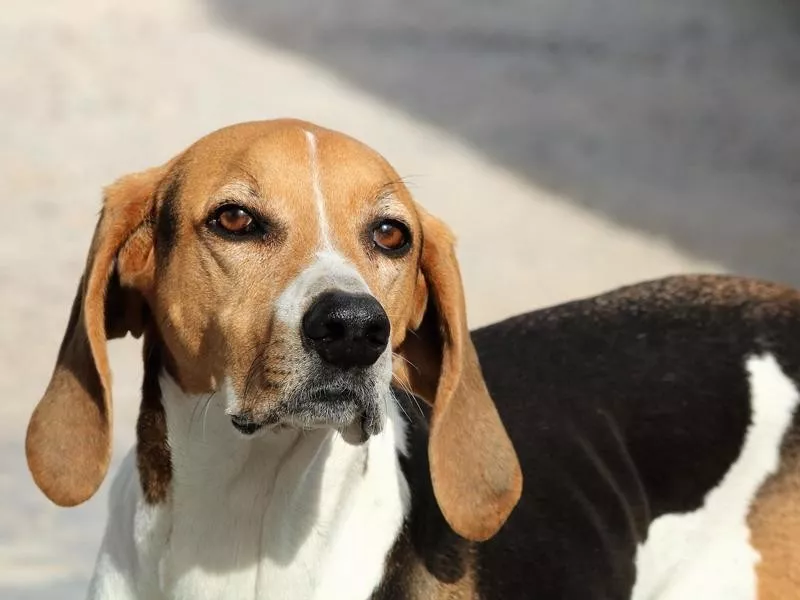 American foxhound