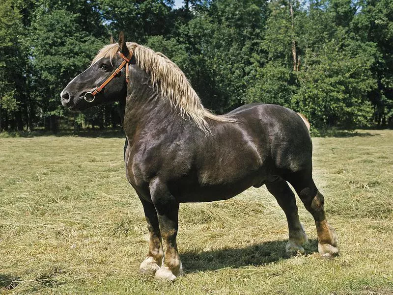 Percheron