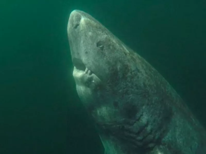 Greenland Shark