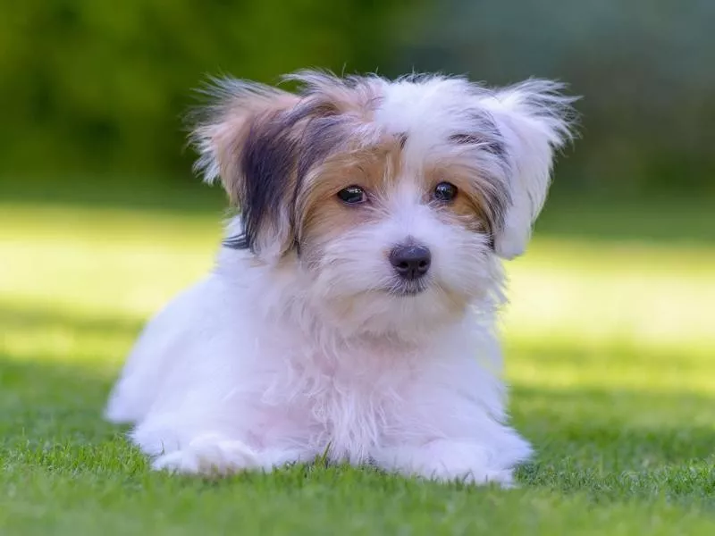 Havanese