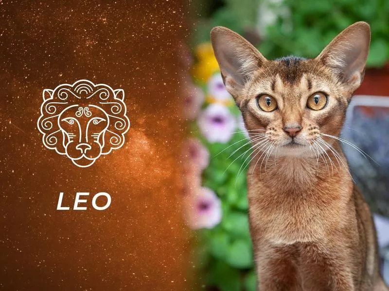 Leo: Abyssinian