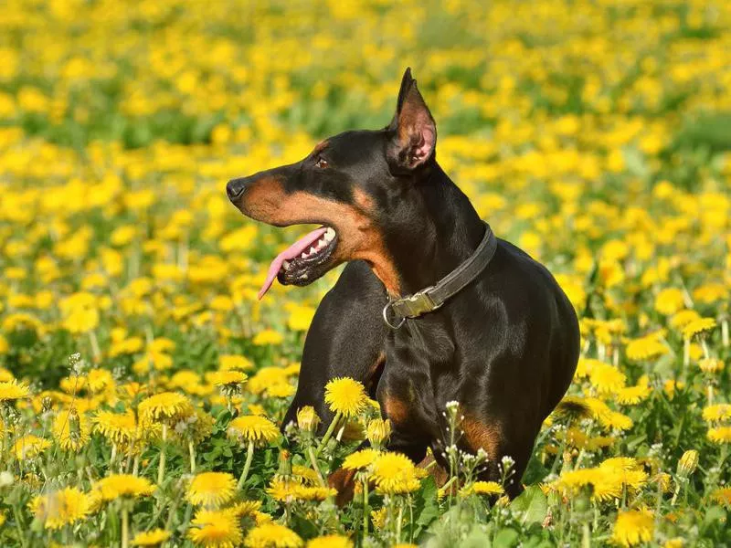 Doberman Pinscher