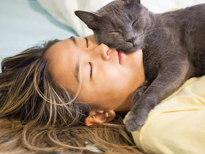 russian blue snuggles