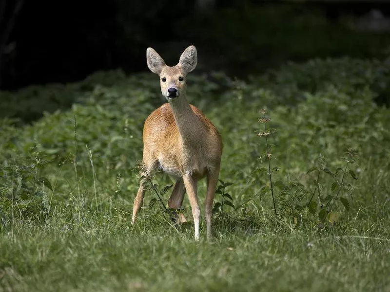 Chinese Water Deer