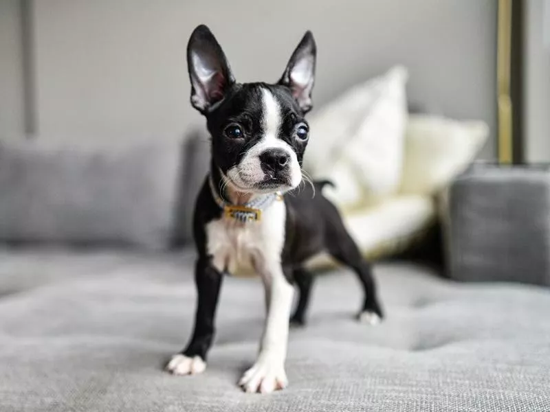 Boston terrier