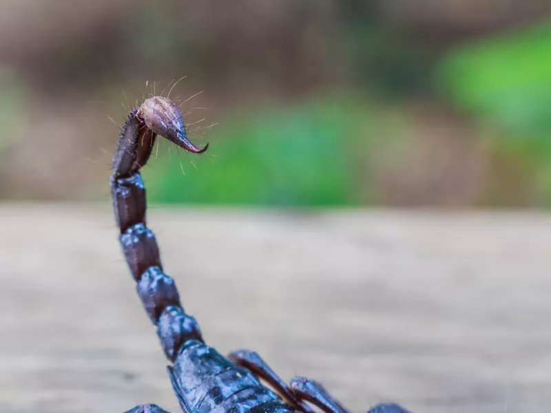 Emperor Scorpion