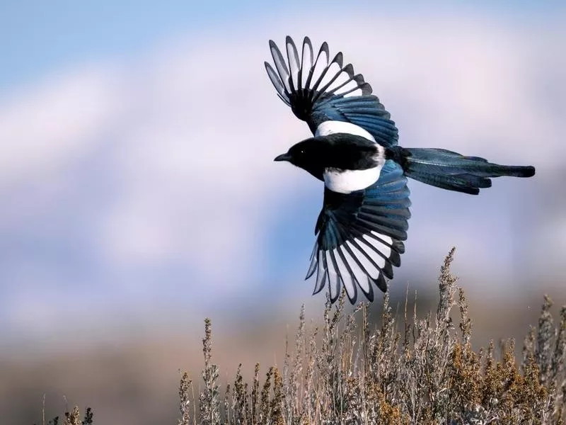 magpie