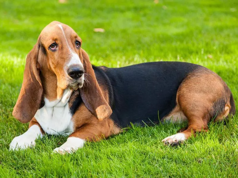 basset hound