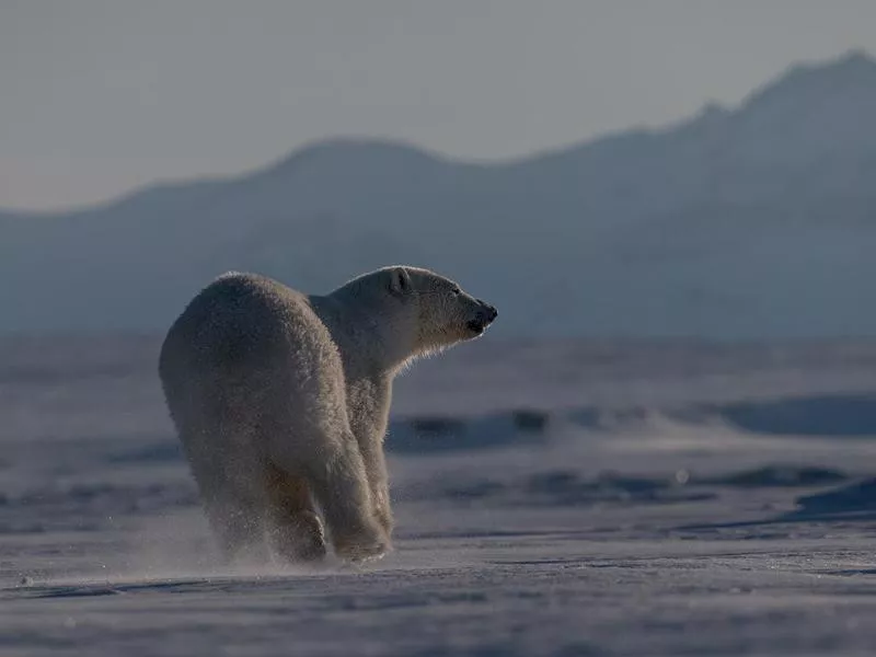 Wild Polar bear runs over the sea ice