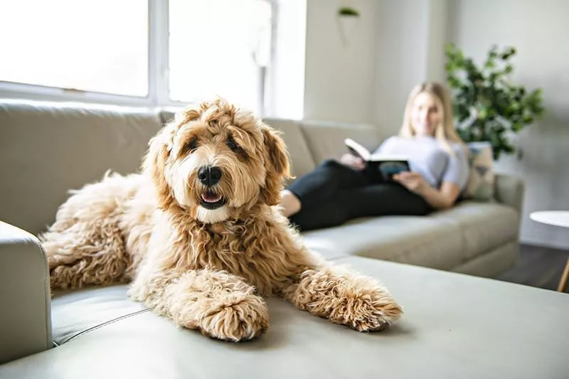 Goldendoodle