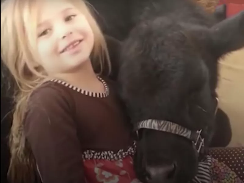 Little Girl with Cow