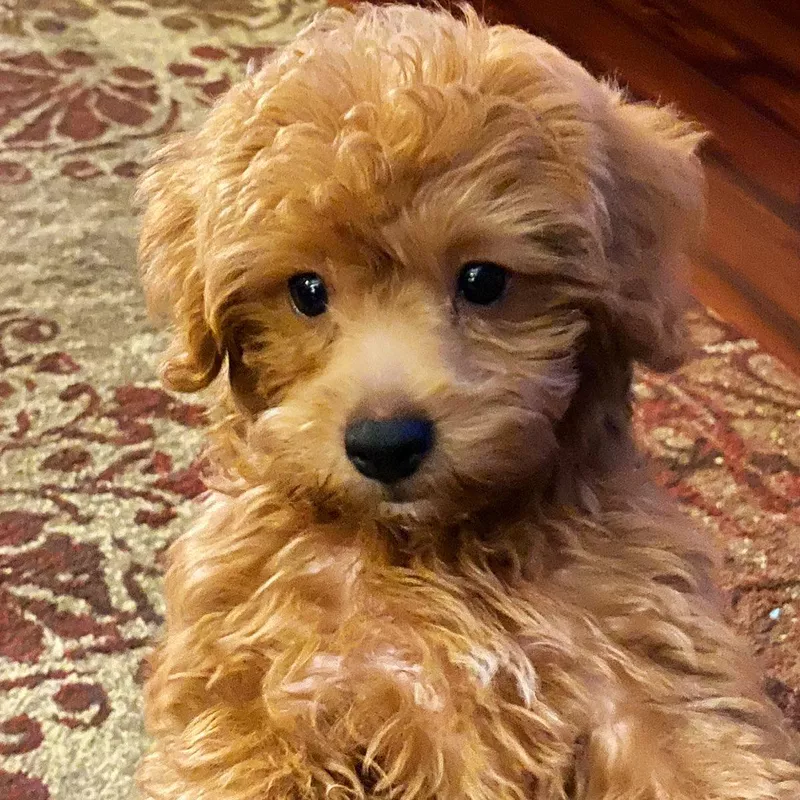 A Yorkie Poo baby