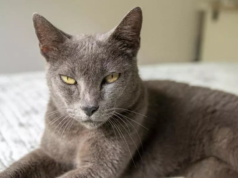 Korat cat