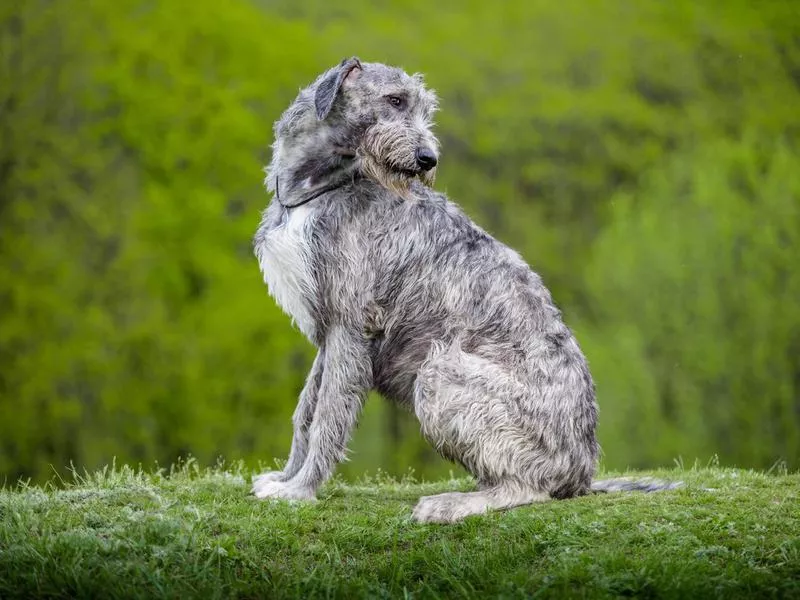 irish wolfhound