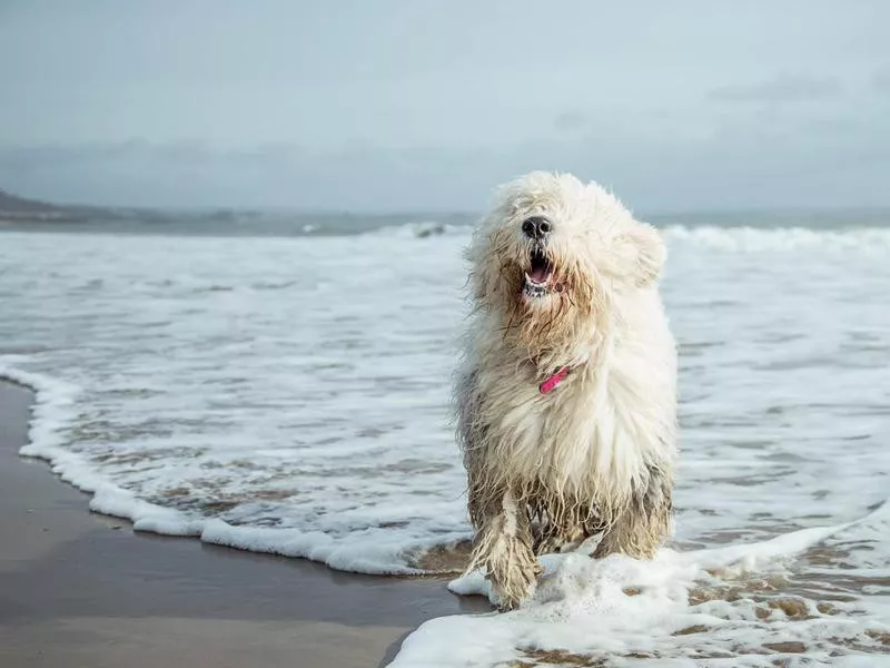 Playful Pets - old English Sheepdog