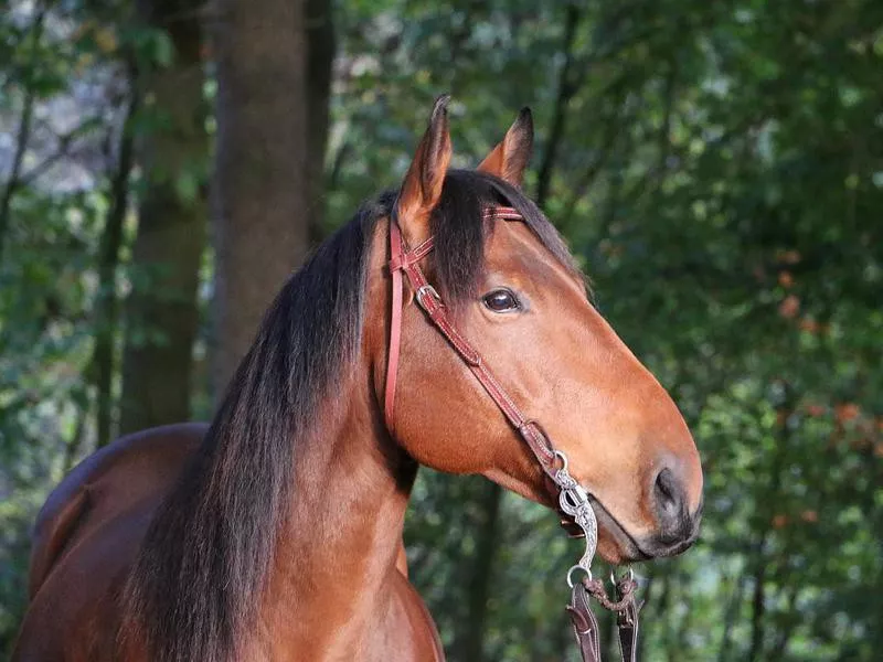 Quarter horse head portrait