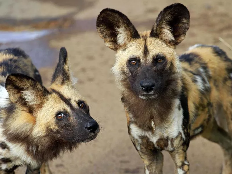 African Wild Dog