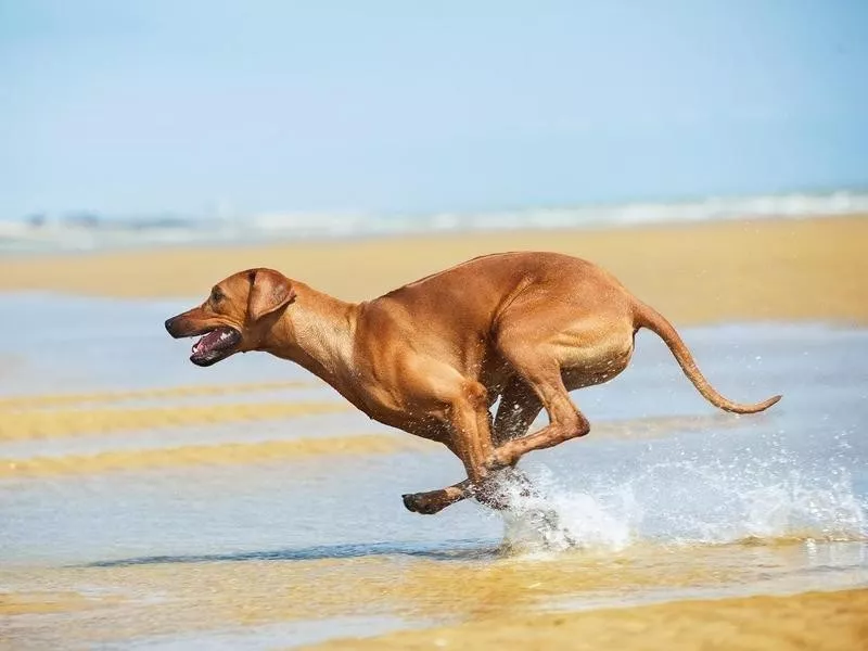 Rhodesian ridgeback running