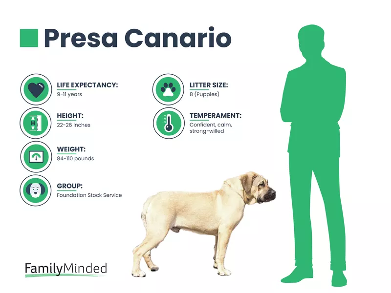 Presa Canario breed