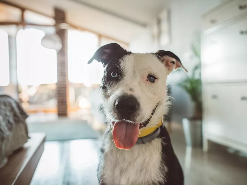 Dog waiting for pet sitter