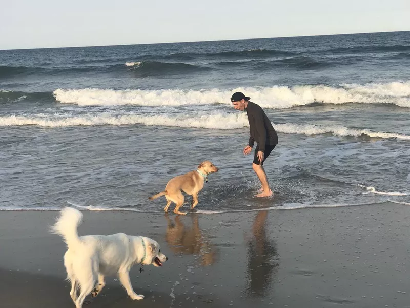 Dogs playing in the water at dog beach