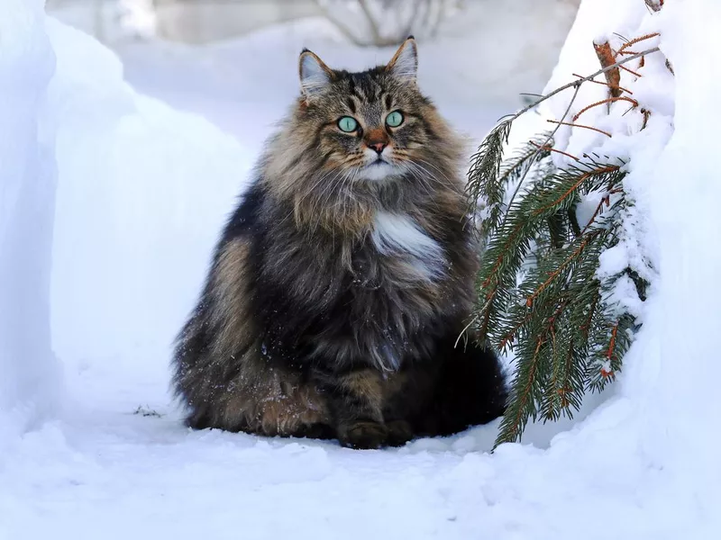 Norwegian Forest