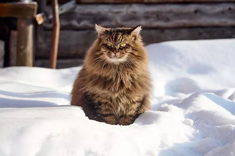 Siberian